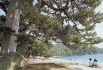 A beautiful view since ancient times, with the white sand beach and a green pine tree (Photograph taken circa 1994)