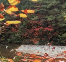 Benimansaku which is sparsely distributed, taking on autumn color (Photograph taken circa 1994)