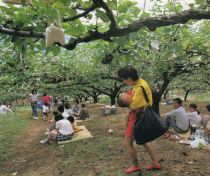 Pear picking gardens can be found here and there in the area (Photograph taken circa 1994)