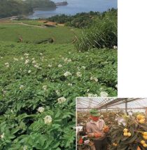 [Left]The bareisho field spreading over the terracing of the Akasaki area (Photograph taken circa 1994)           [Lower right]Loquats of Akitsu are highly rated at markets (Photograph taken circa 1994)