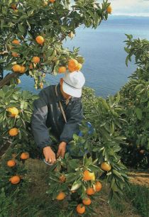 The mandarins of Ocho are renowned as high quality fruit (Photograph taken circa 1994)