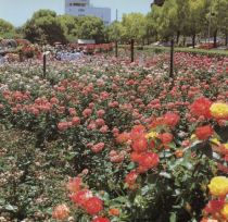 5,500 roses of various species from all over the world bloom in the Rose Park (Photograph taken circa 1994)
