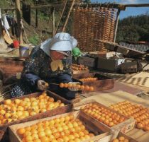 The skewered persimmons of Sugano are also well-known as lucky decorations (Photograph taken circa 1994)