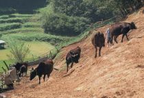 Japanese cattle became famous with Jinseki Cattle (Photograph taken circa 1994)