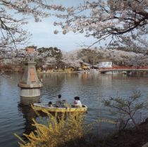 The most noted place for cherry blossoms in the northern part of Hiroshima Prefecture (Photograph taken circa 1994)