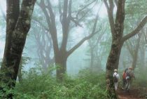 Japanese beech forest, where time passes slowly (Photograph taken circa 1994)