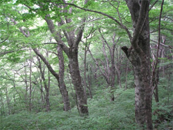比婆山のブナ原生林
