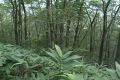 比婆山のブナ林