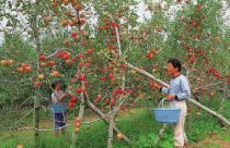 Advanced district for apple culture in Hiroshima. Apples from here enjoy an established reputation for their taste (Photograph taken circa 1994)