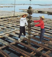 Harvesting Cultured Oysters (Photograph taken circa 1994)