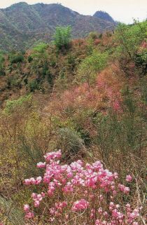 Genkai azaleas survived the big fire (Photograph taken circa 1994)