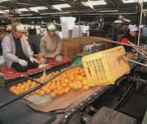 Navel oranges of Setoda are well recognized in the markets of Tokyo and Osaka (Photograph taken circa 1994)