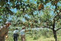 Sera pear, which has a sweet taste due to the creation of a new variety and no wrap culture (Photograph taken circa 1994)