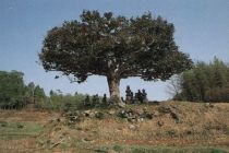 An old camellia tree grown into an unusual shape (Photograph taken circa 1994)