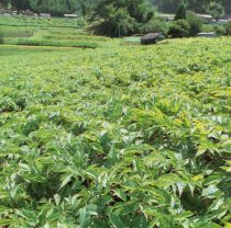 A konnyaku field in the fourth year of cultivation, the harvest year (Photograph taken circa 1994)