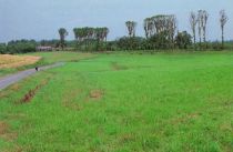 The poplars lining the road, the symbol of the farm (Photograph taken circa 1994)