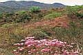 Furutaka Mountain and Forest Path with Genkai Azaleas