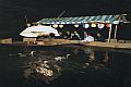 The Gono River and Cormorant Fishing