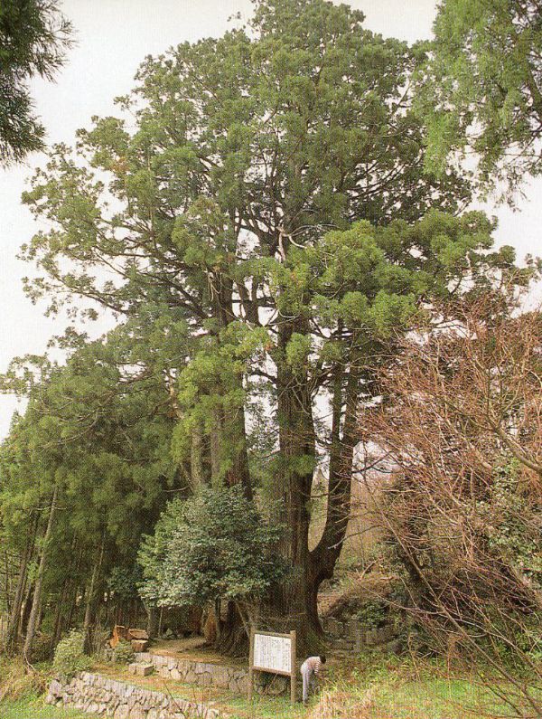 ひろしま文化大百科 - 梶ノ木の大スギ